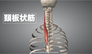 頚板状筋の解剖