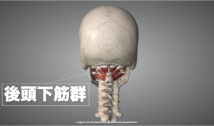 後頭下筋群の解剖