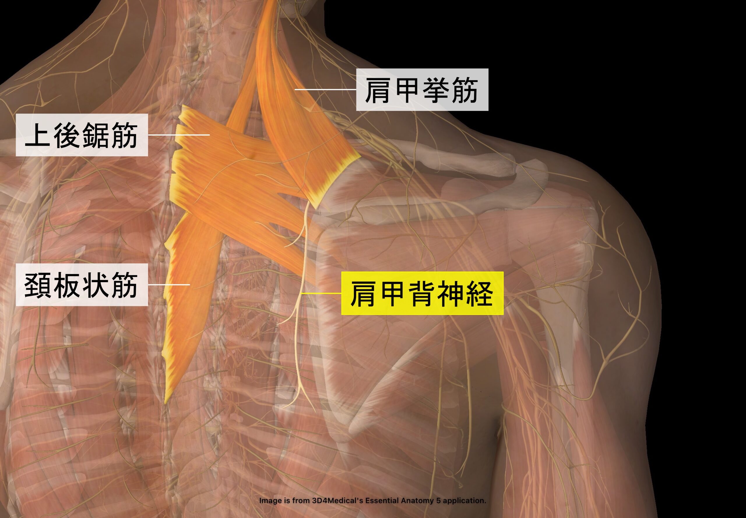 肩甲間部の解剖｜肩甲挙筋・上後鋸筋・頚板状筋・肩甲背神経の位置関係