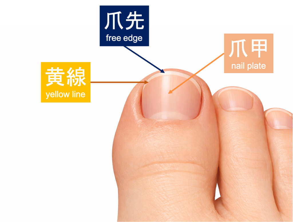 爪甲・黄線・爪先の部位を示す画像