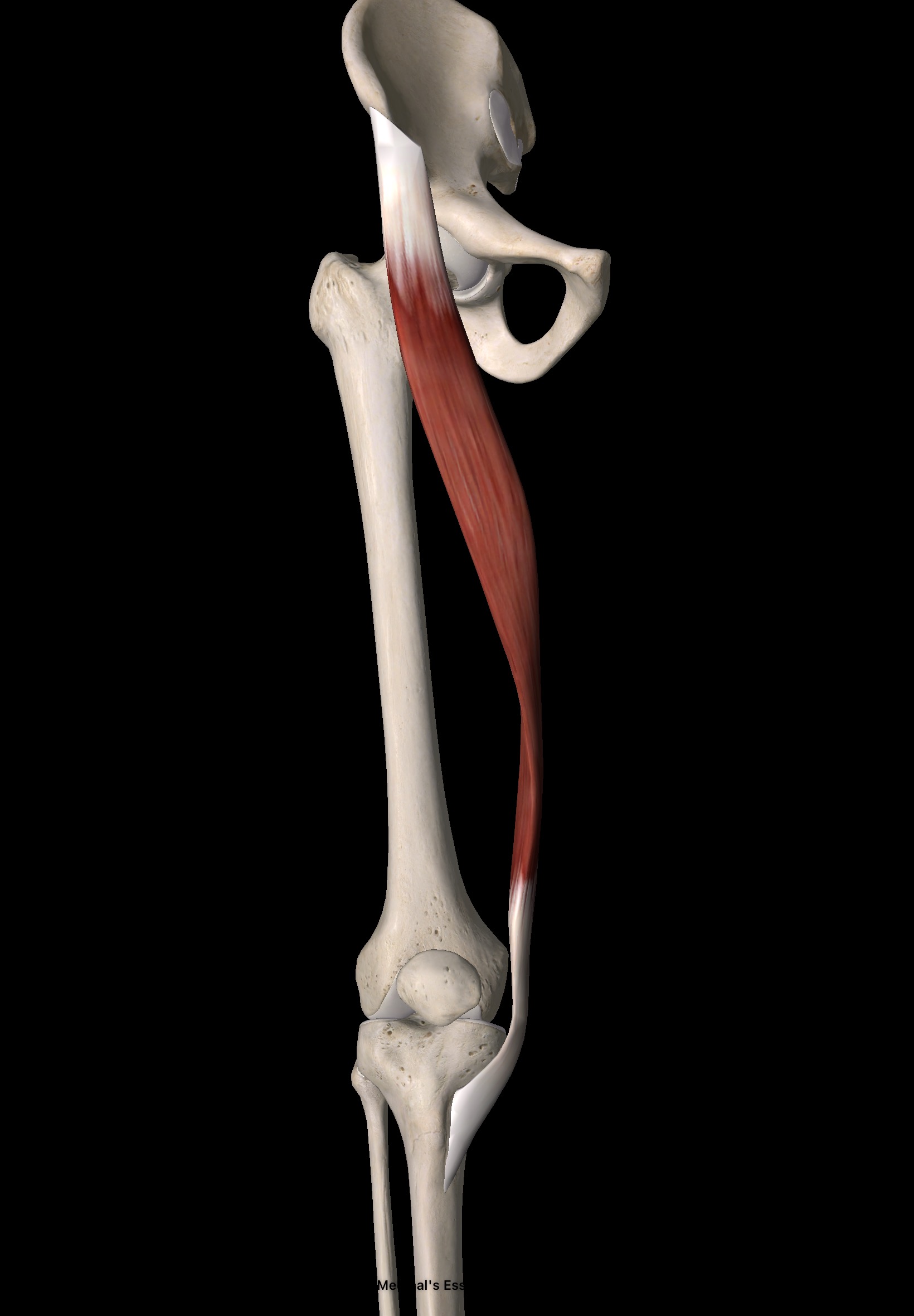 縫工筋 解剖｜出典：Image courtesy of Essential Anatomy 5 (@3D4Medical)