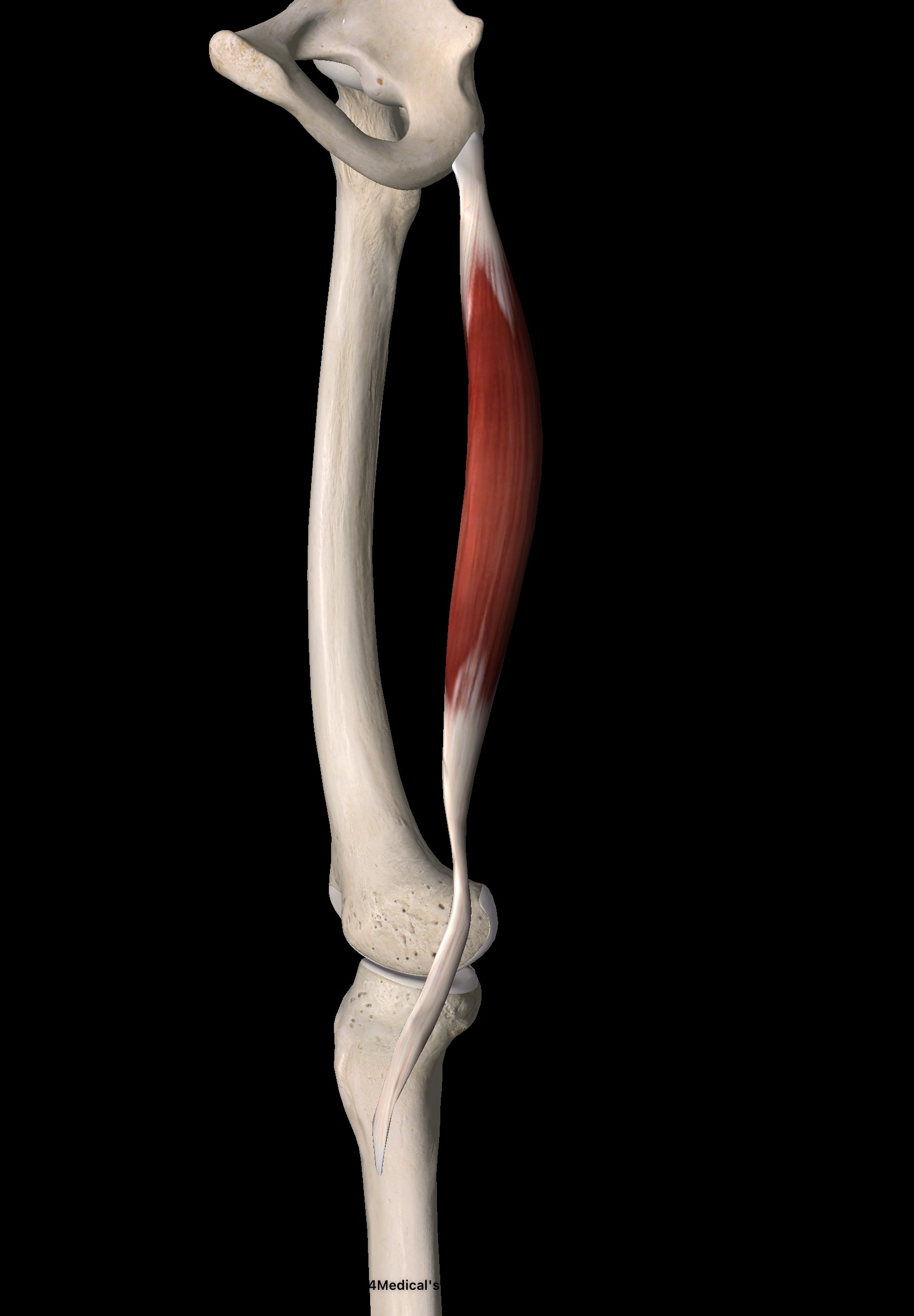 半腱様筋 解剖｜出典：Image courtesy of Essential Anatomy 5 (@3D4Medical)