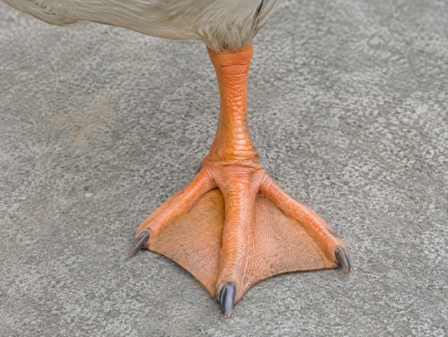 ガチョウの足(鵞足)