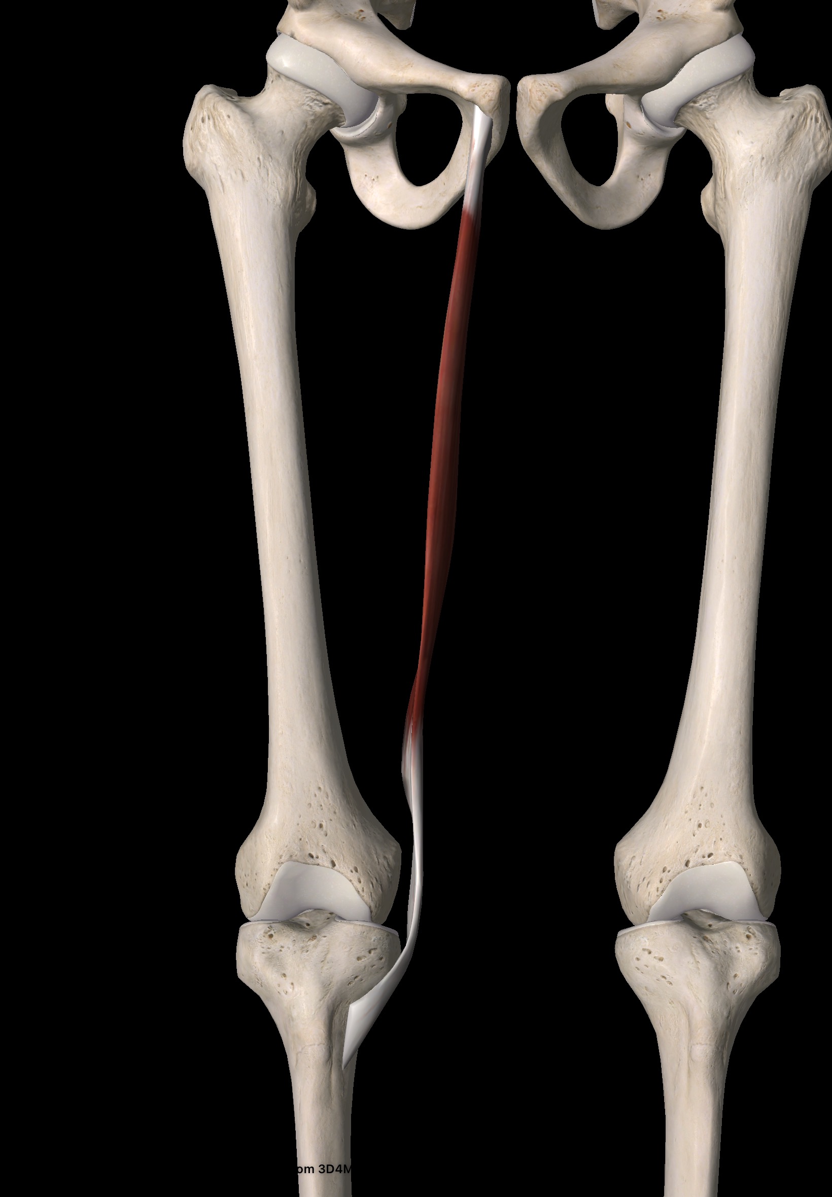 薄筋 解剖｜出典：Image courtesy of Essential Anatomy 5 (@3D4Medical)
