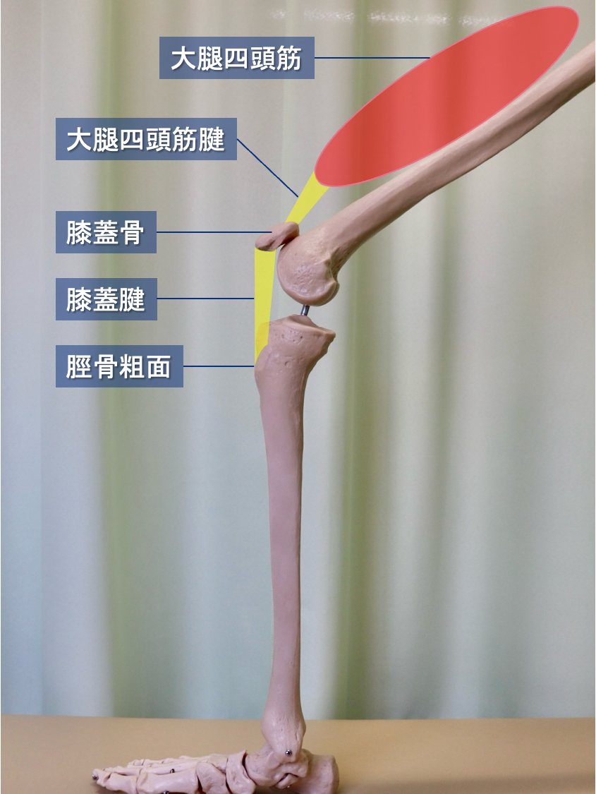 膝伸展機構構成体|大腿四頭筋〜大腿四頭筋腱〜膝蓋骨〜膝蓋腱〜脛骨粗面