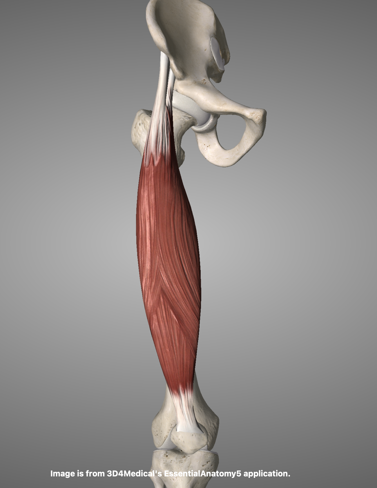 大腿直筋 解剖|出典:Image courtesy of Essential Anatomy 5 (@3D4Medical)