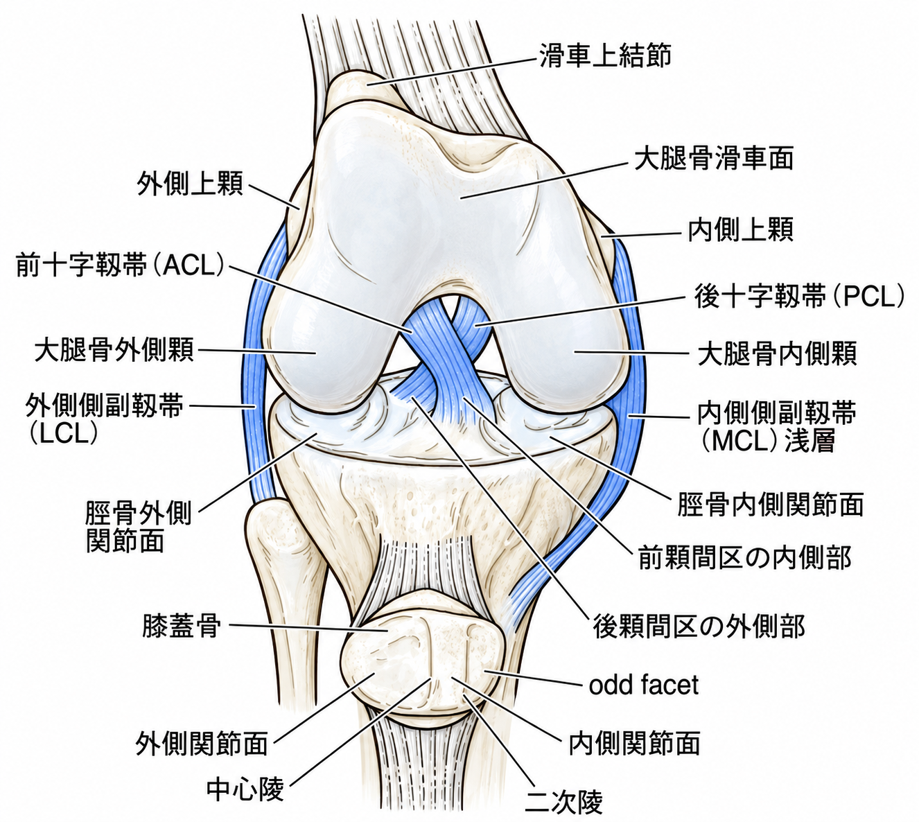 膝のイラスト解剖